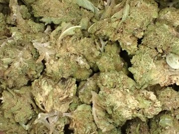 Microbuds! Cannatonic